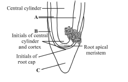 Meristematic Tissues