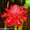 Red Ginger Lily