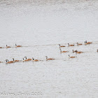 Canada Goose