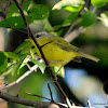 Grey-hooded Warbler