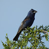 Blue Grosbeak