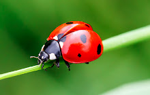 Ladybug HD Wallpapers New Tab Theme small promo image