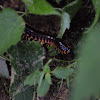 Millipede Polydesmida