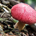 Nấm Hồng. Pink mushroom Φ: 20 mm