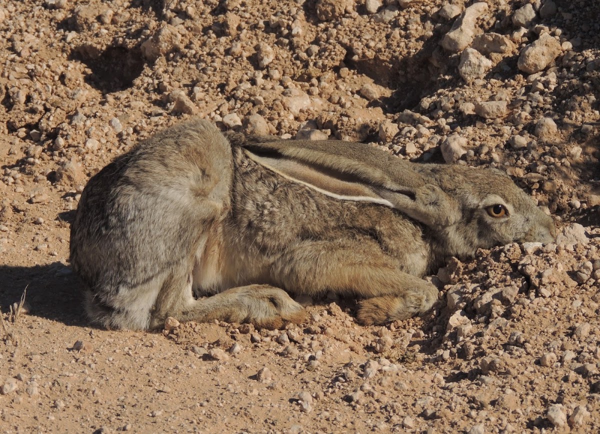 Black-tailed Jackrabbit