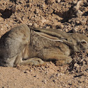 Black-tailed Jackrabbit