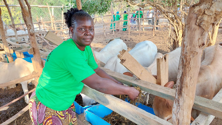 JEBVI Women Group treasurer Hadula Mikal in Kipendi village, Tana River county feeds some of the animals in the feedlot system.