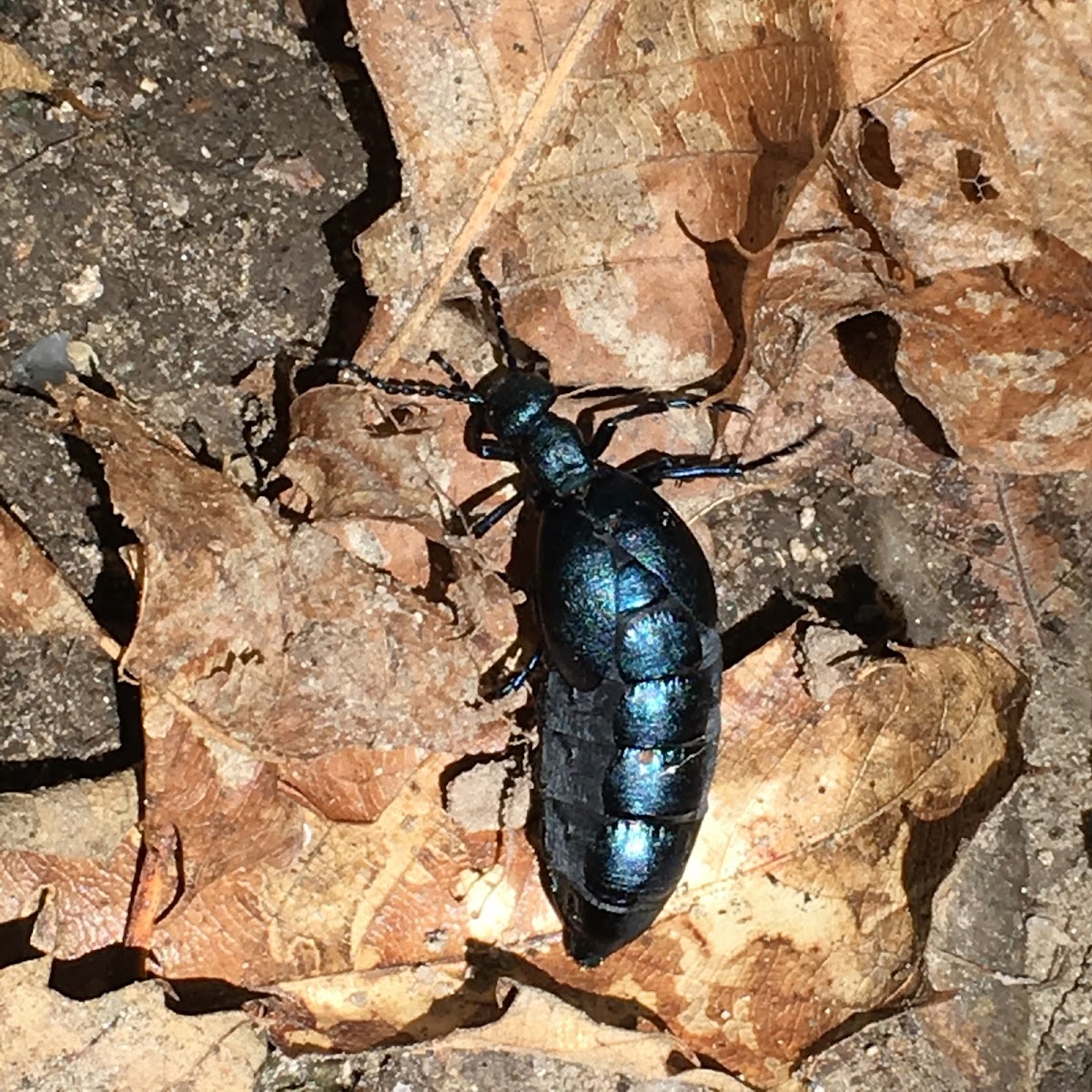 European oil beetle