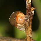 Celyphid Beetle Fly