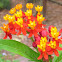 Tropical Milkweed