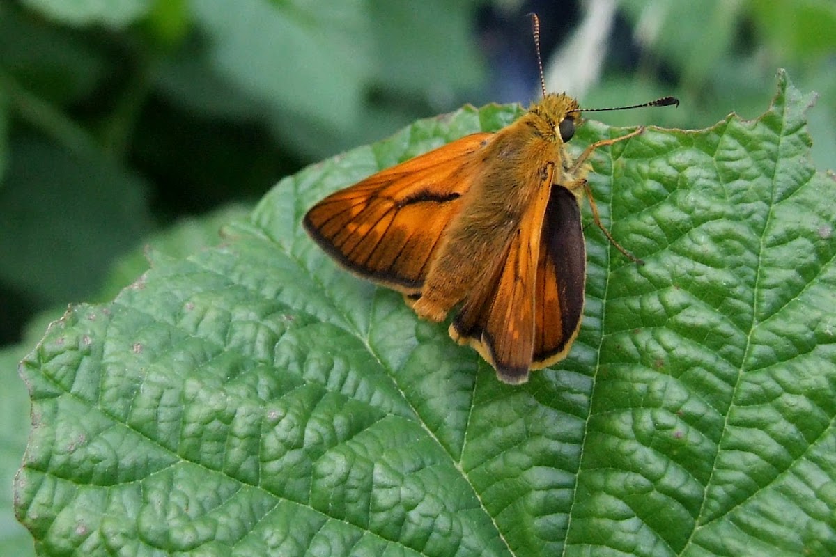 Large Skipper