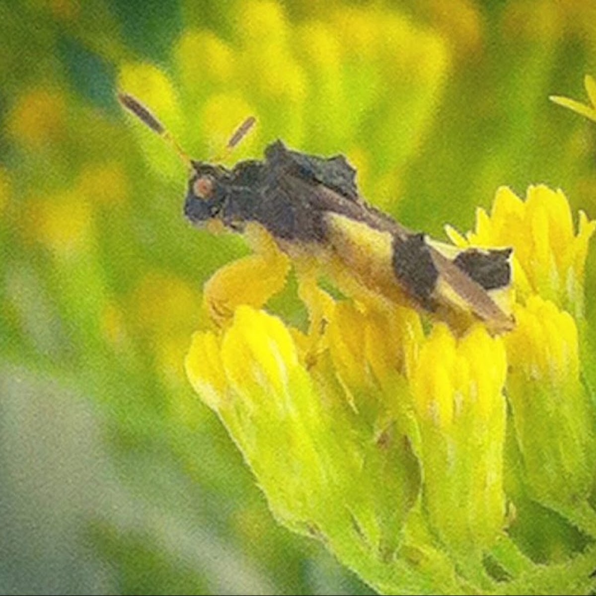 Ambush bug