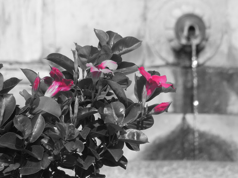 Fiori in piazza di Agocentrico