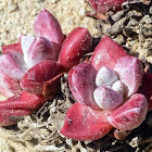 Bluff Lettuce