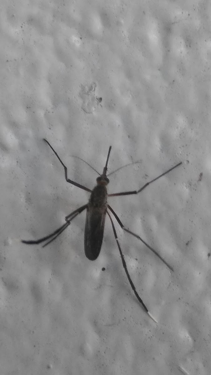 White - footed woods mosquito