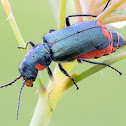 Malachite Beetle