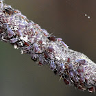 Aphids