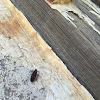 Boxelder Bug