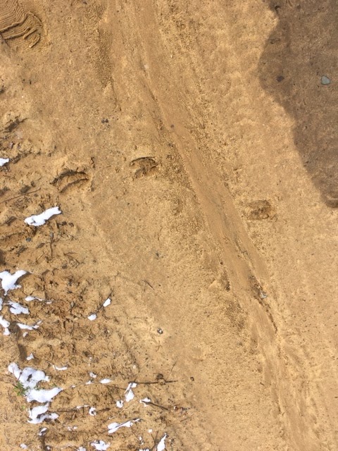 White tailed deer tracks