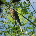 Blue-tailed bee-eater