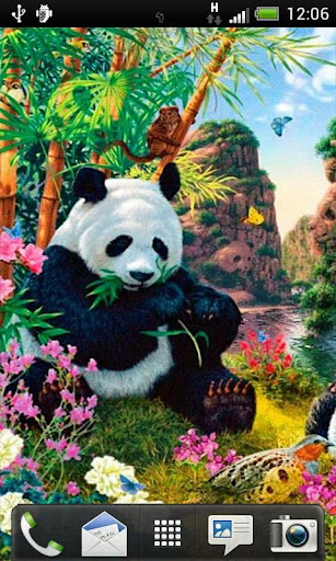 Panda Live Wallpaper