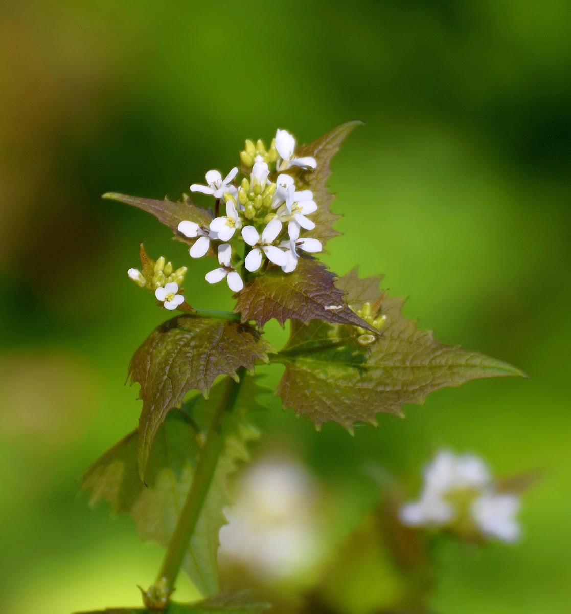 Garlic Mustard