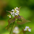 Garlic Mustard