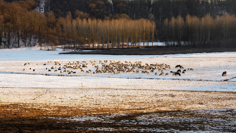 Al pascolo innevato di Barbara Surimi