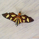 Orange-Spotted Flower Moth