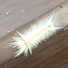 Banded Tussock Moth caterpillar