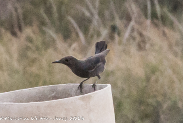 Blackbird; Mirlo Común