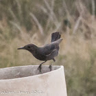 Blackbird; Mirlo Común