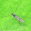 Limoniid Crane Fly