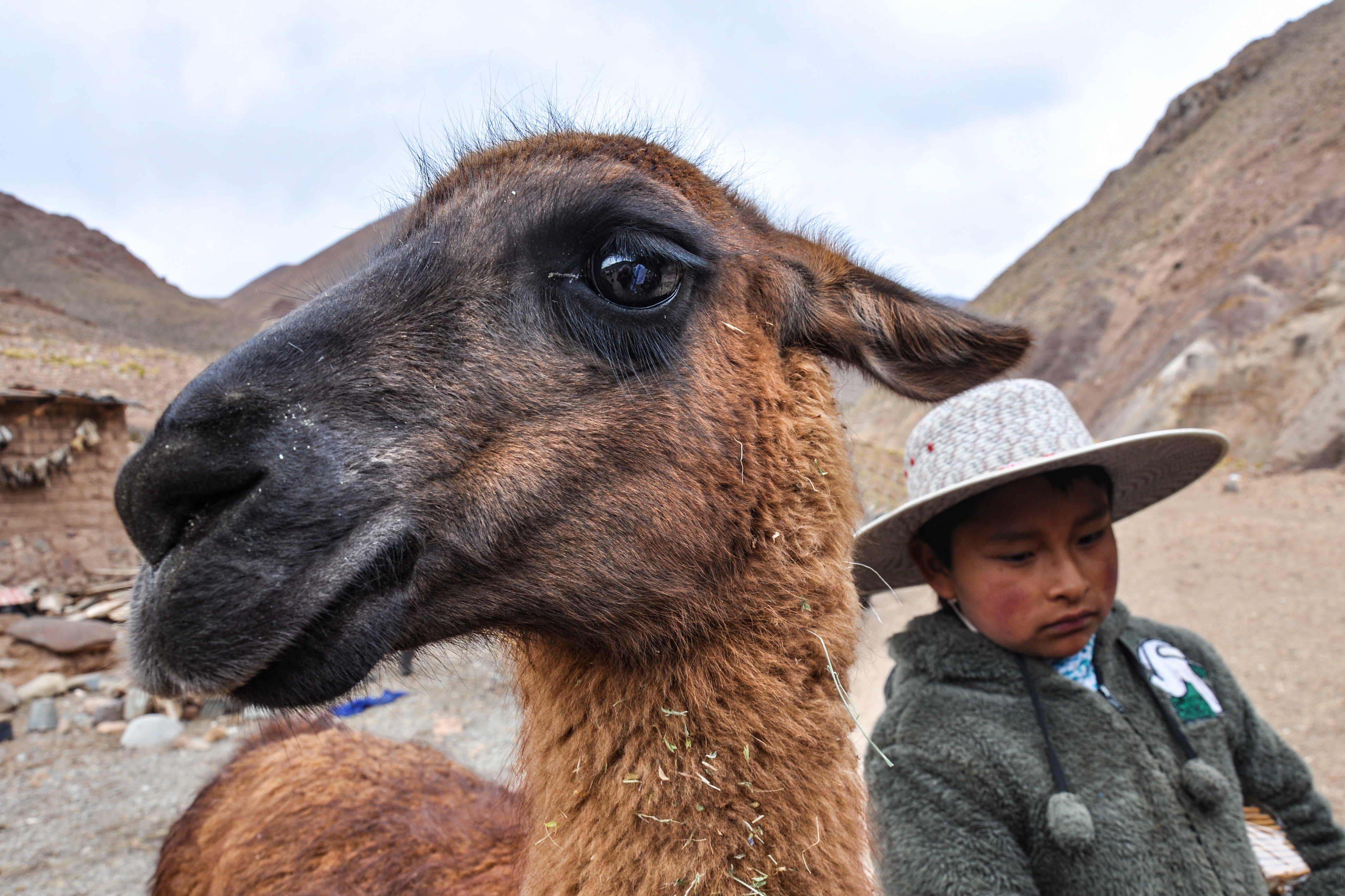 Un lama per amico di bennardo