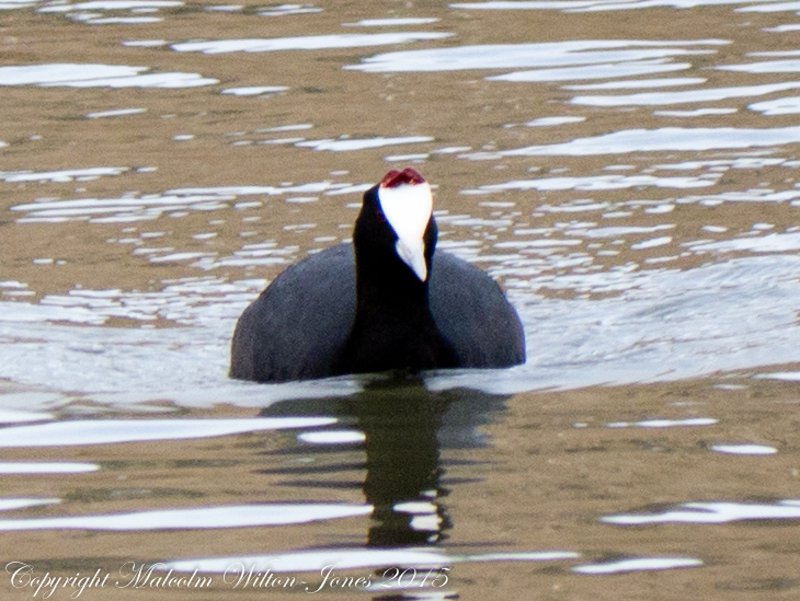 Crested Coot; Focha Cornuda