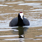 Crested Coot; Focha Cornuda