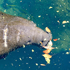 American Manatee