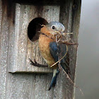 Eastern Bluebird (Female)