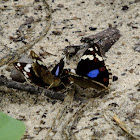 Dark Blue Pansy:group mating