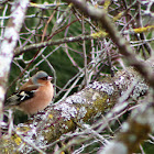 Chaffinch