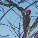 Bearded Woodpecker