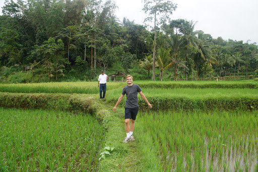 rice fields