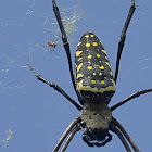 Batik Golden Web Spider