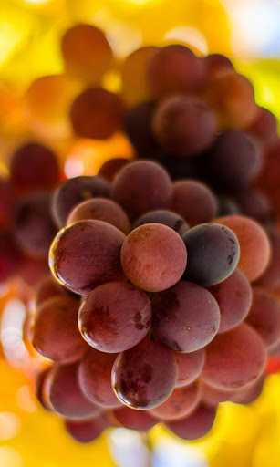 grapes wallpaper