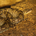 Madagascar Ground Boa