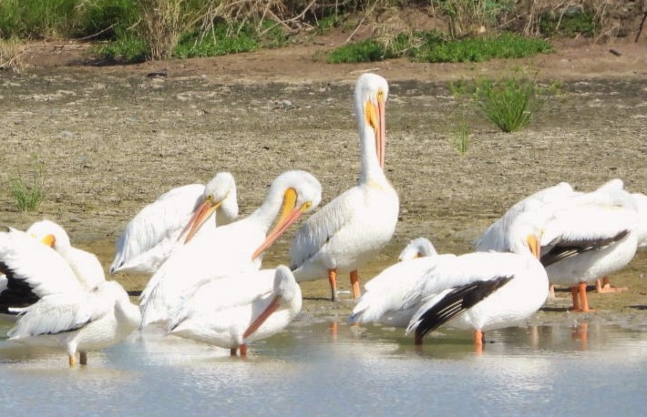 American white pelican