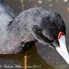 Crested Coot; Focha Cornuda