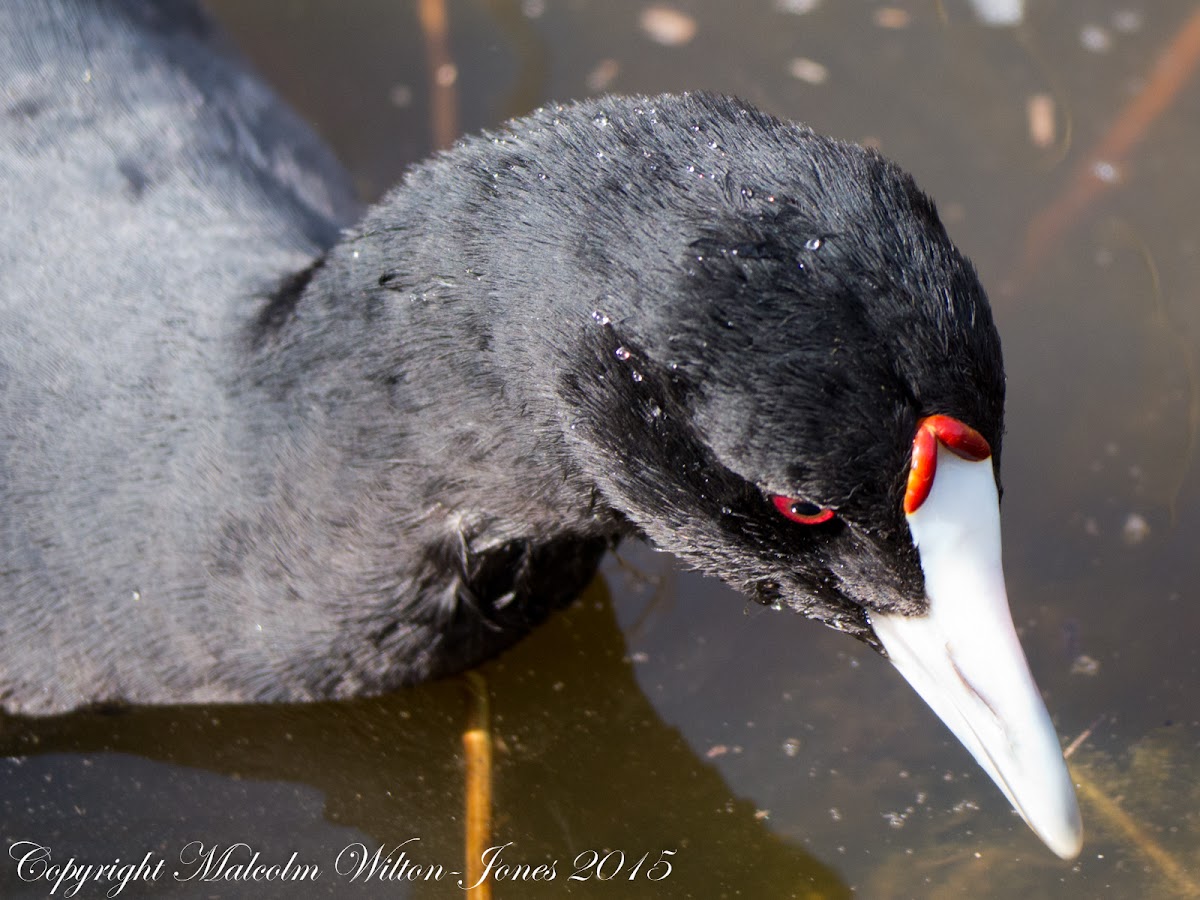 Crested Coot; Focha Cornuda