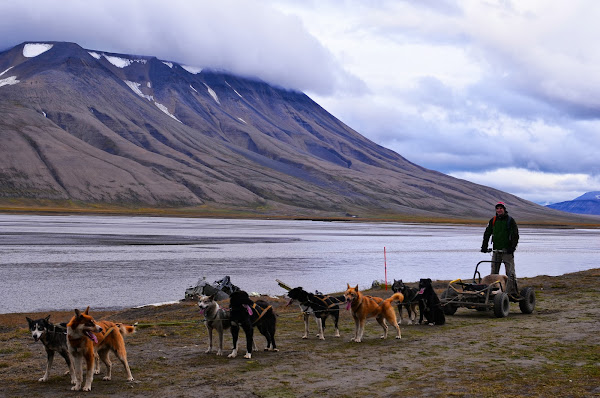 Dog sledding in summer