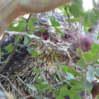 Mexican Hairy Dwarf Porcupine